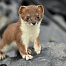 NATIONAL POP GOES THE WEASEL DAY  June 14