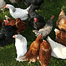 NATIONAL POULTRY DAY  March 19