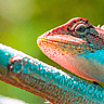 National Reptile Awareness Day