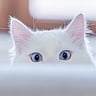 NATIONAL RESPECT YOUR CAT DAY | March 28