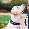 NATIONAL RESPONSIBLE DOG OWNERSHIP DAY  Third Saturday in September