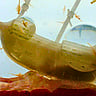 NATIONAL SEA MONKEY DAY  May 16