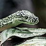 NATIONAL SERPENT DAY - February 1 