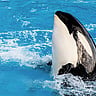 NATIONAL SHAMU THE WHALE DAY  September 26