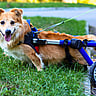 NATIONAL SPECIALLY-ABLED PETS DAY  May 3