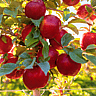NATIONAL SUGARBEE APPLE DAY  May 20
