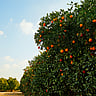 National Sunkist® Citrus Day | March 1