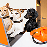 NATIONAL TAKE YOUR DOG TO WORK DAY  Friday After Father's Day