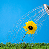 NATIONAL WATER A FLOWER DAY  May 30