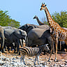 NATIONAL WILDLIFE DAY  September 4