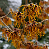 National Witch hazel Day