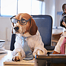NATIONAL WORK LIKE A DOG DAY  August 5