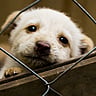 PUPPY MILL AWARENESS DAY  September 21