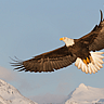 Save the Eagles Day