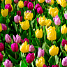 SPRING BEGINS  Changes Annually
