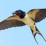 SWALLOWS DEPART FROM SAN JUAN CAPISTRANO DAY 