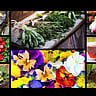 WILD FOODS DAY | October 28