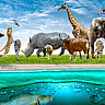 Wildlife Conservation Day