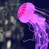 World Jellyfish Day