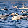 WORLD MIGRATORY BIRD DAY | Second Saturday in May and October