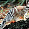 WORLD NUMBAT DAY | First Saturday in November