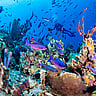 WORLD OCEANS DAY | June 8