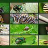 WORLD PEST DAY | June 6