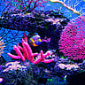 WORLD REEF AWARENESS DAY | June 1