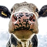 COW APPRECIATION DAY  Changes Annually