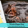 World Hippo Day - February 15