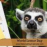 World Lemur Day - Last Friday in October