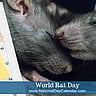 World Rat Day - April 4