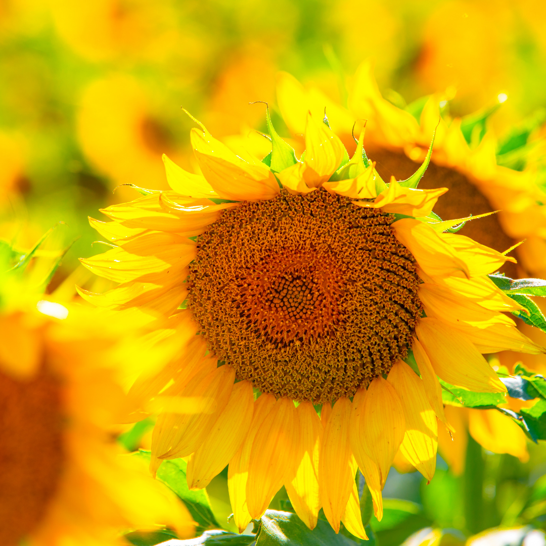 5 Epic Road Trips - North Dakota Sunflower