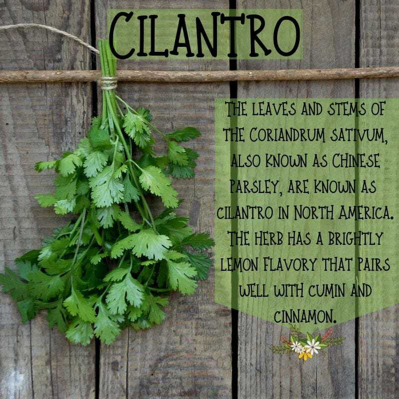 Cilantro