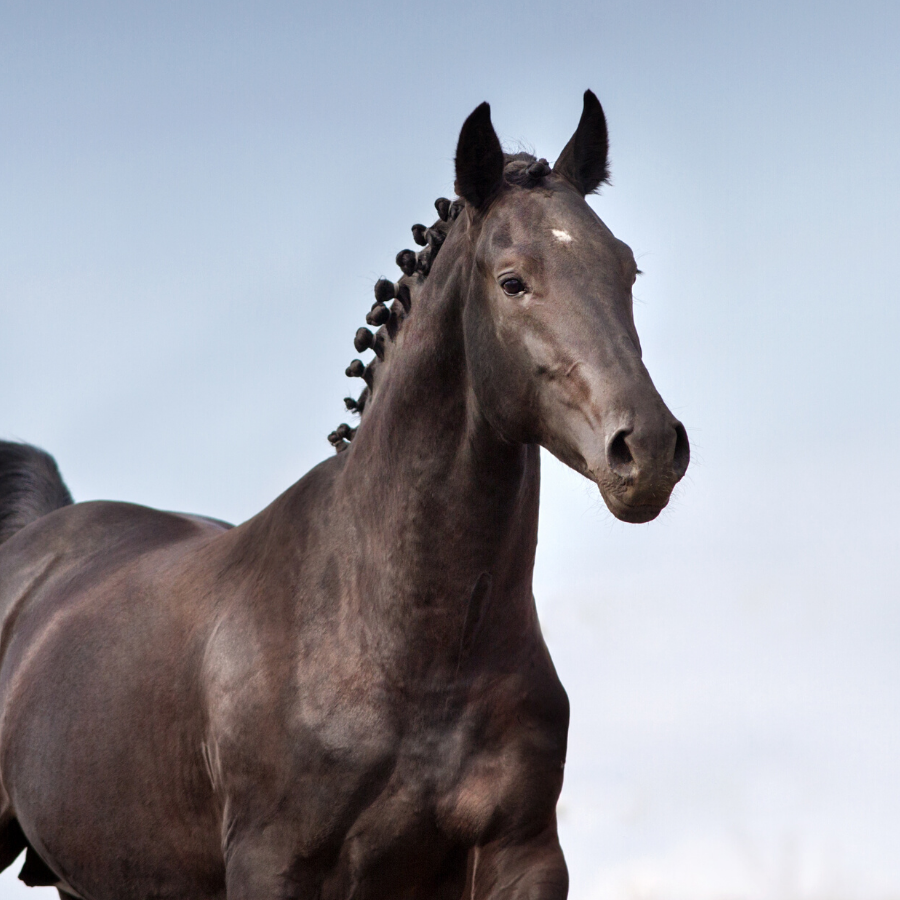 Horse Braid
