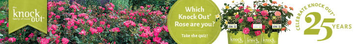 Knock Out® Family of Roses