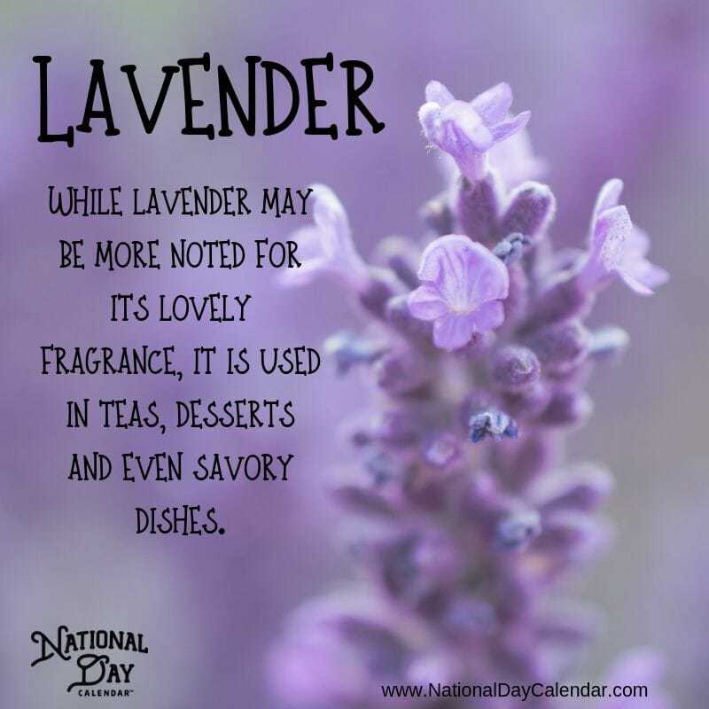 Lavender